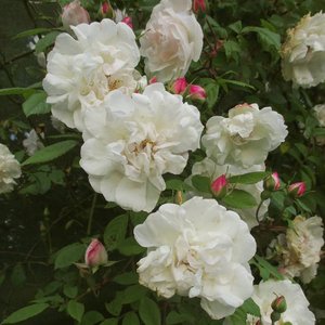 Alb cu tentă roz - trandafiri tîrîtori și cățărători, Rambler